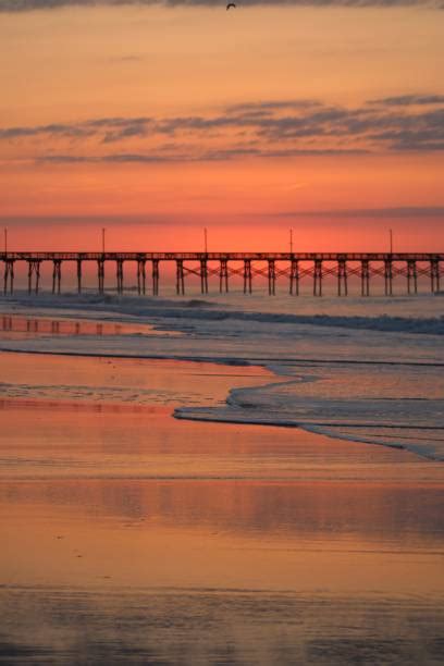 310 North Carolina Sea Shells Stock Photos Pictures And Royalty Free