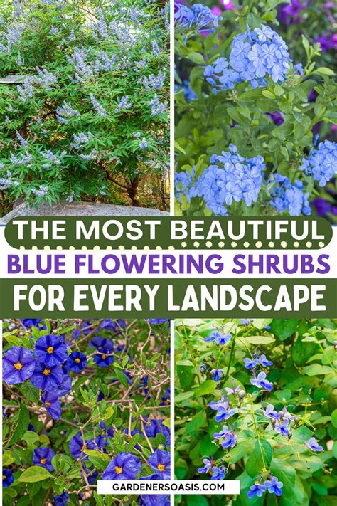 11 Of The Best Blue Flowering Shrubs