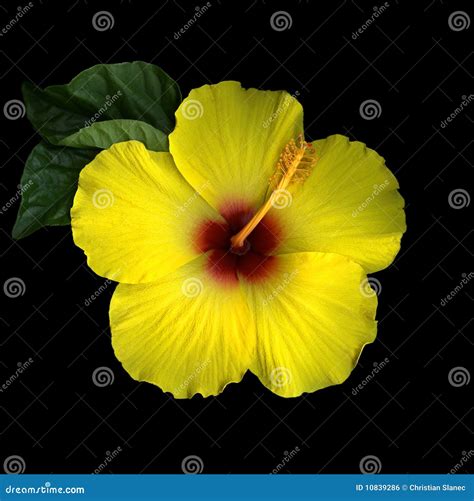 hibiscus plant yellow flower 8