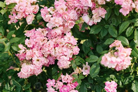 A lot of small pink roses on bush closeup garden. Care of garden roses