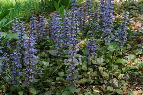 Живучка ползучая, Девичья краса (лат. Ajúga réptans) — купить в ...