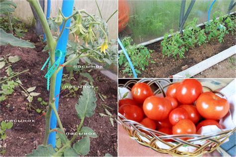 Посадка и выращивание помидоров в теплице http://www.gardening.kittens ...