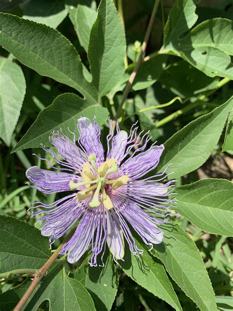 red passion flower 9