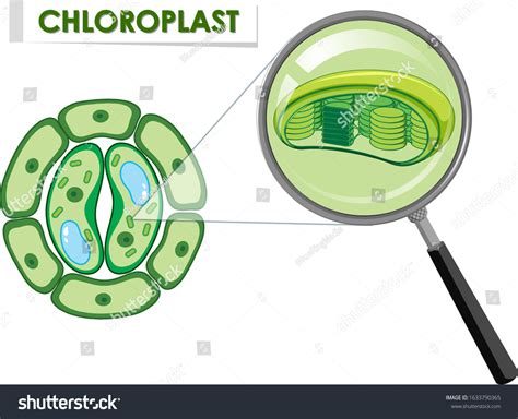 Diagram Showing Chloroplast On Plant Cell Stock Vector Royalty Free