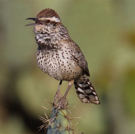 cactus wren san diego bird spot