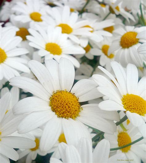 What Are Tall Daisies Called at Shirl Wright blog