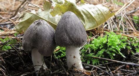 Рядовка землистая – землянисто-серый, полезный и ароматный гриб: где ...