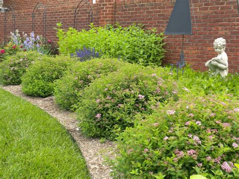 Спирея в ландшафтном дизайне (62 фото) - красивые картинки и HD фото