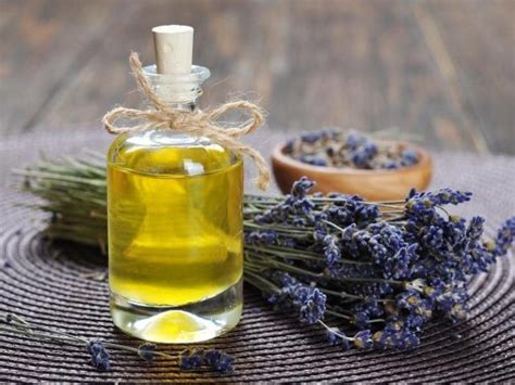 Does Lavender Oil Repel Mosquitoes Answered