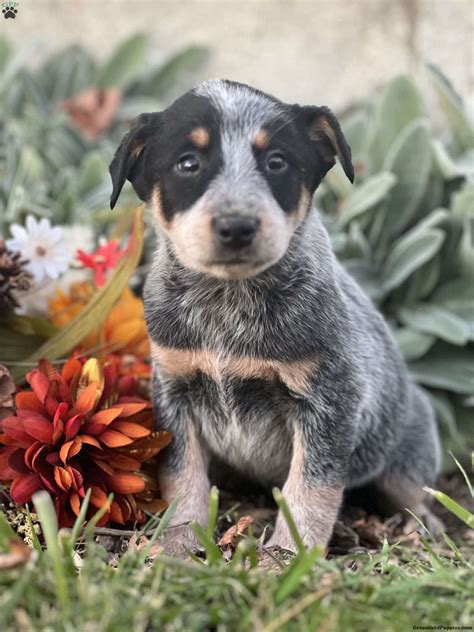 Darcy - Blue Heeler – Australian Cattle Dog Puppy For Sale in New York