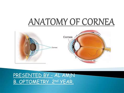 Anatomy of cornea by alamin | PPT