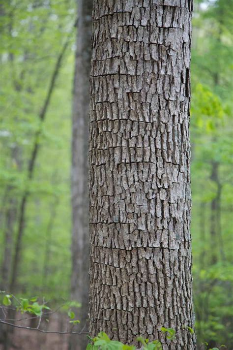 Hardwood Trees