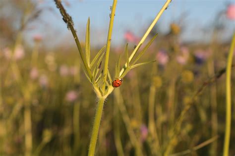 wild flowers