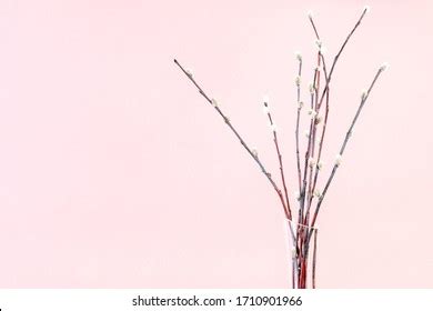 Pussy Willow Sunday Palm Sunday Feast Stock Photo Shutterstock