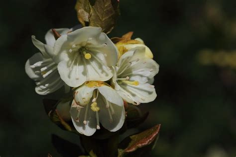 Eastern Washington Wildflowers & Plants | Flickr