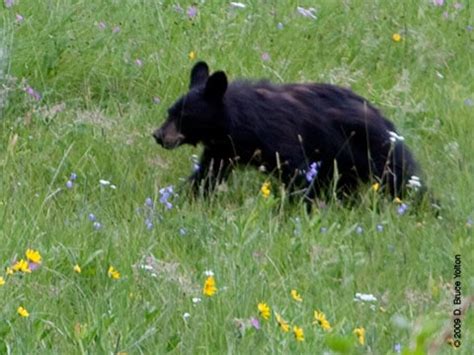 Yellowstone Bears - Urban Hawks