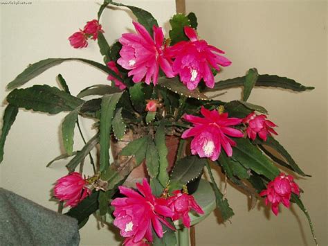 Зигокактус: фото, виды и уход за кактусом в домашних условиях