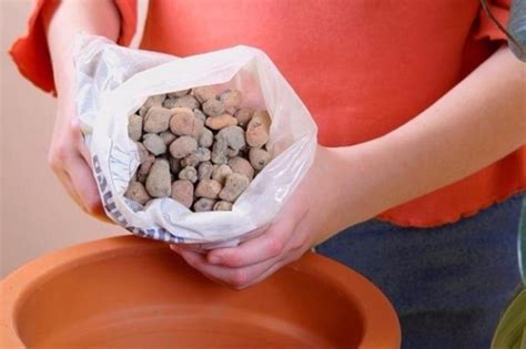 Как пересадить суккулент в домашних условиях (как поливать, нужен ли ...