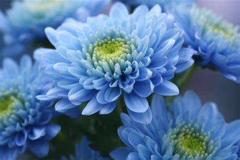 chrysanthemum