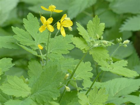 Чистотел Картинки Растения – Telegraph