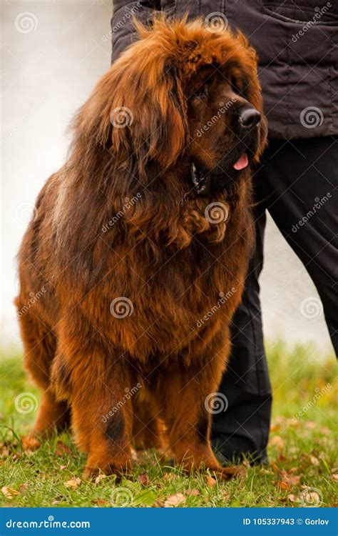 tibetan mastiff dog  autumn street moscow stock image image  tibetan closeup