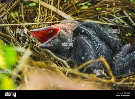 Baby Crow Is Lying In The Nest And Hatching Waiting For Their Mother