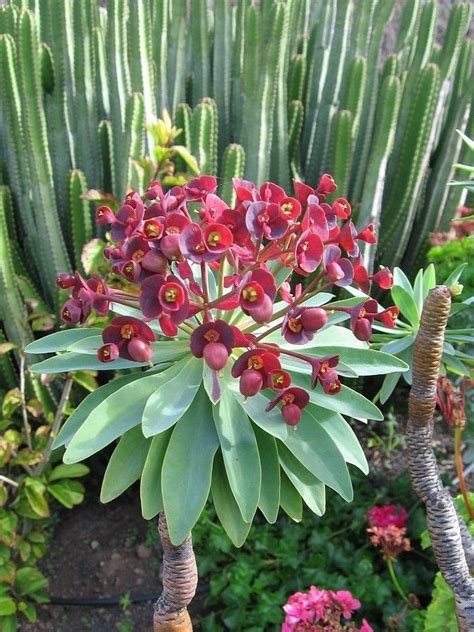 Pin by Анатолий Федоров on Кактусы,суккуленты и литопсы | Cacti and ...