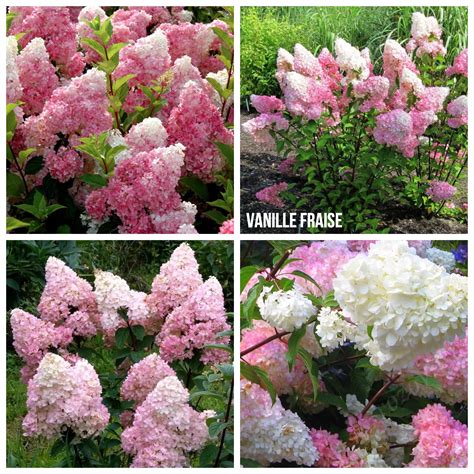 Сорт гортензии Фрайз Мельба (100 фото) - фото - картинки и рисунки ...