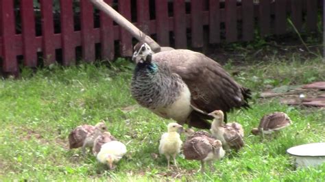 Павліни на прогулянці 04.07.2020 - YouTube