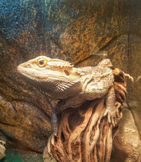 My beardie has clogged femoral pores, any advice? : r/Lizards