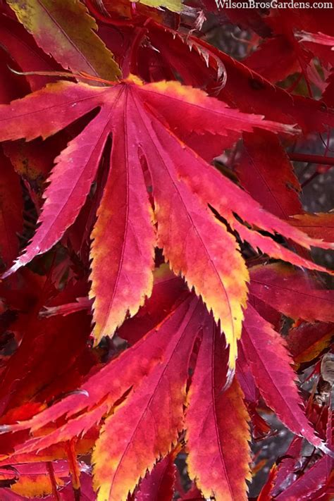 Buy Fascination Japanese Maple Tree Free Shipping Wilson Bros Gardens 3 Gallon Pot For