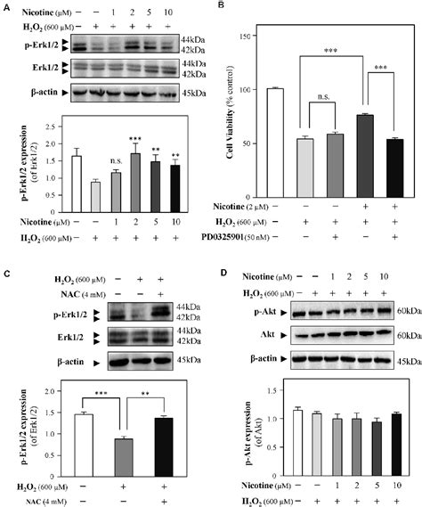 Frontiers Nicotine Prevents Oxidative Stress Induced Hippocampal