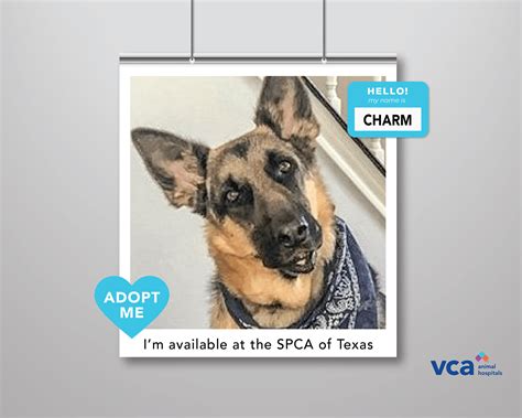 Vca Lakeside Animal Hospital Home