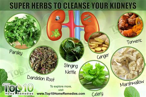 Top 10 Super Herbs to Cleanse Your Kidneys | Top 10 Home Remedies