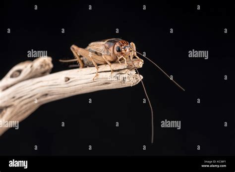 House cricket hi-res stock photography and images - Alamy