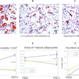 Functional Changes Of 3T3 L1 Adipocytes In Co Culture Compared To