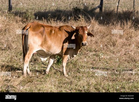 Brahman Cattle Australia Stock Photos & Brahman Cattle Australia Stock ...