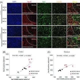 Microglia M Phenotype Elicited By Oea Is Positively Linked With Neuron