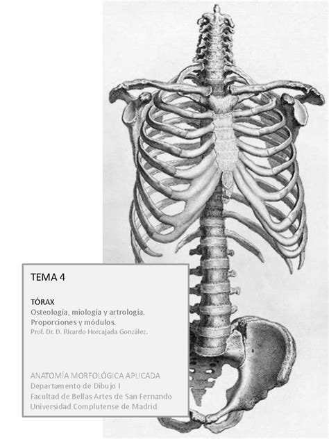 Que Es El Torax 3