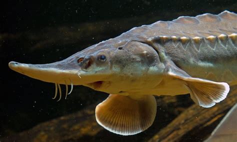 The fight to save one of the world's oldest fish species | Fish ...