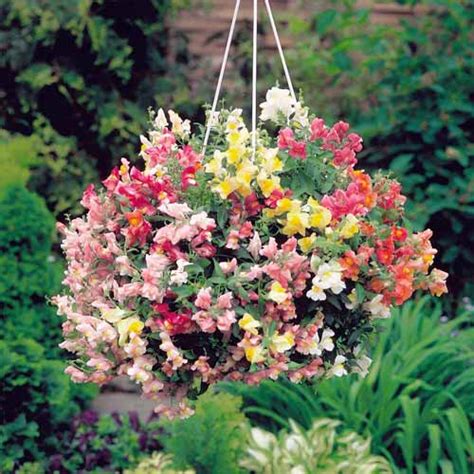 Антирринум ампельный Лампион F1, смесь окрасок (66190): купить семена ...