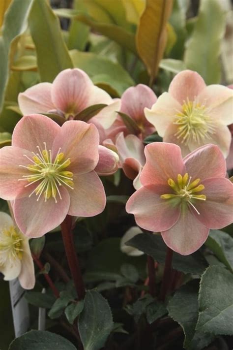 Helleborus Ballardiae Cinnamon Snow Pp Lenten Rose Flowers