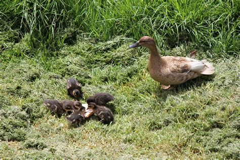 Free Images Wildlife Beak Fowl Fauna Newborn Goose Duckling