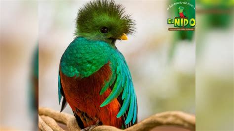 PROFEPA Levanta Clausura Al Santuario De Aves El Nido POSTA Estado