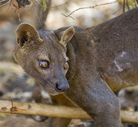 Fossa - a photo on Flickriver