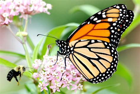 Summer Bird Feeding The Case For And Against The National Wildlife
