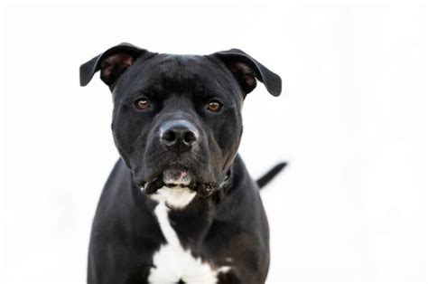 Pitbull Negro Historia Imágenes Hechos Y Más