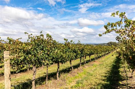 Treasury Wine Estates Awaits Wind Back Of China Export Tariffs Forbes