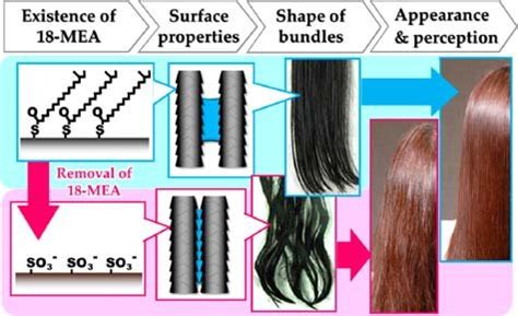3 18-MEA represents the more effective lipid of the hair keratin scales ...