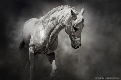 Black and White Horse - 54ka [photo blog]